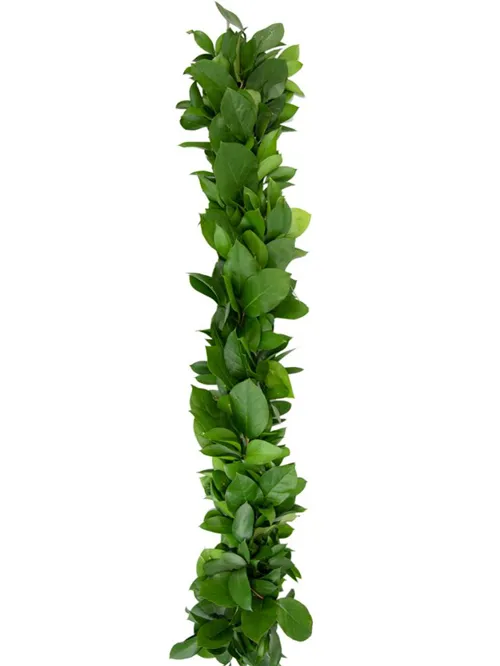 Lemon & Israeli Ruscus Medium Garland