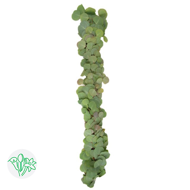 Silver Dollar Garland