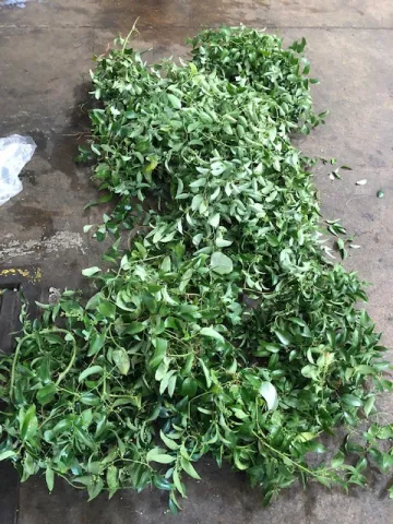Smilax 2