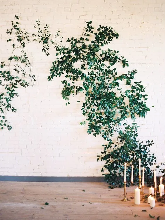 Smilax 3
