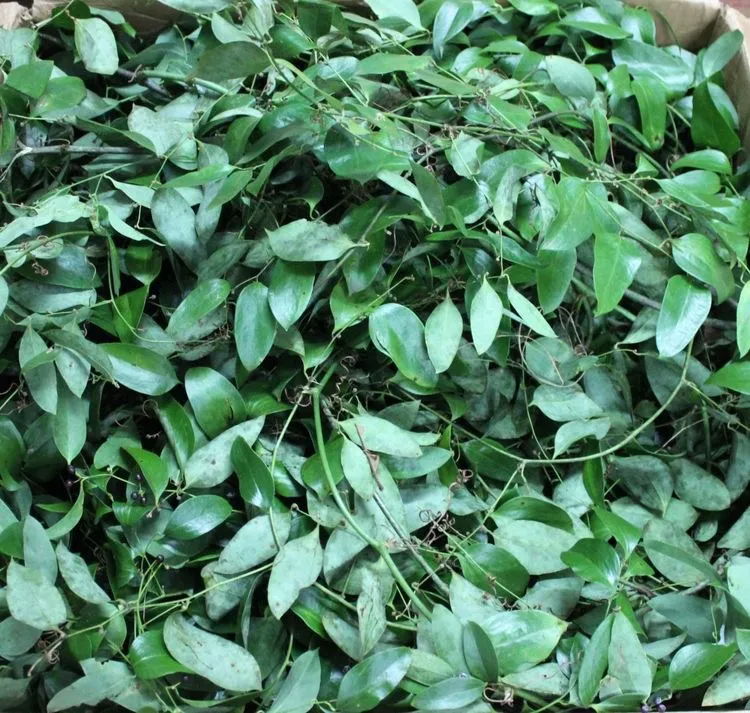Smilax 5