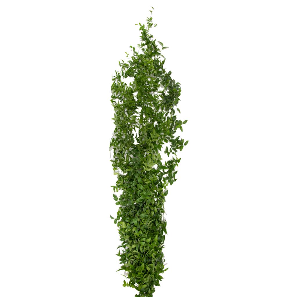 Smilax Asperigus Garland 4 ft