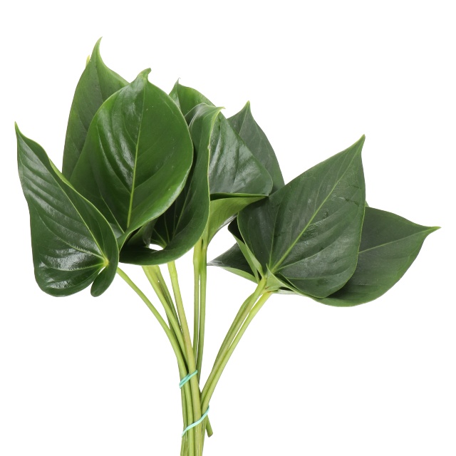 Anthurium Leaves