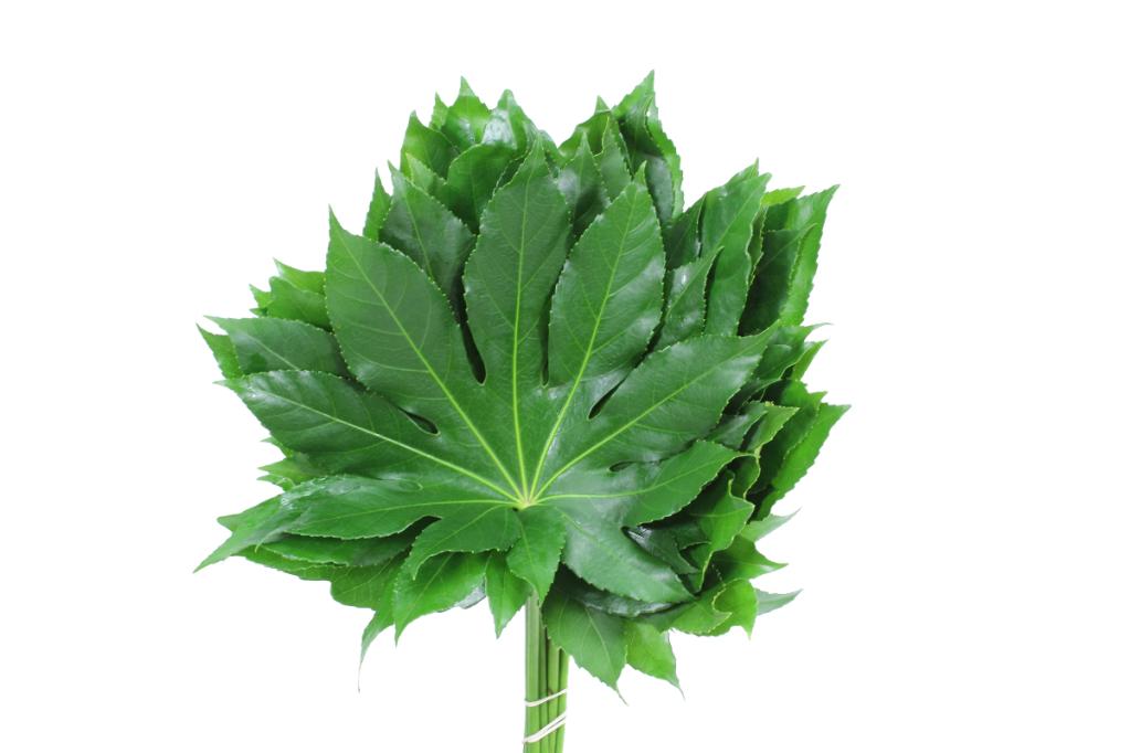 Aralia Leaves