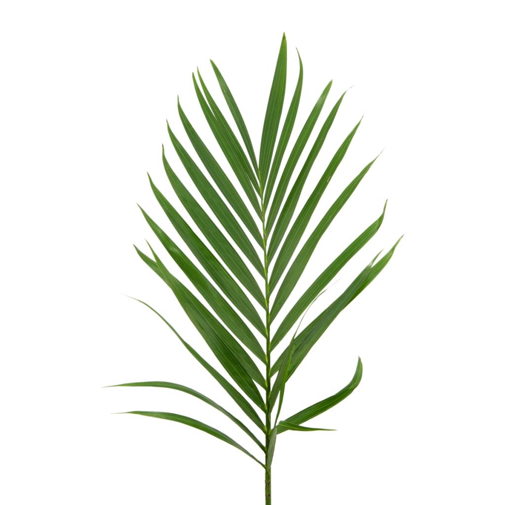 Areca Palms Xl