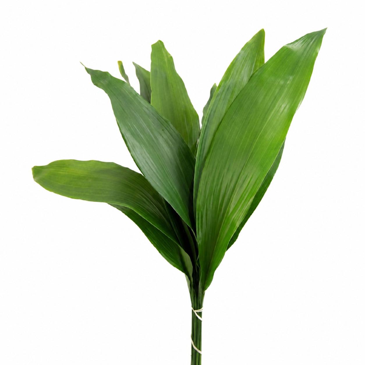 Aspedestria Green