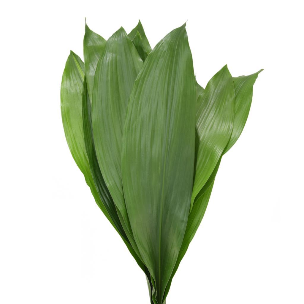 Aspidestria leaves