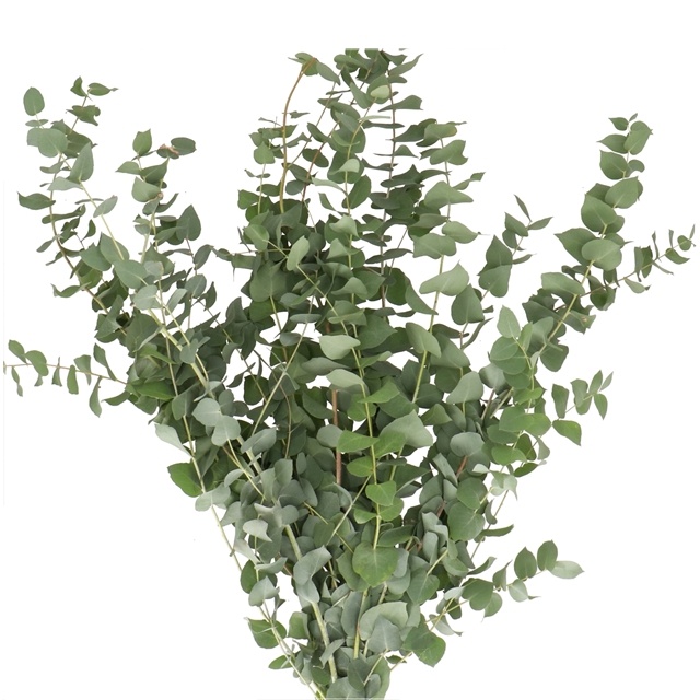 Baby Blue Eucalyptus