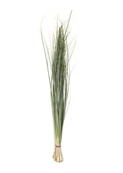 Bear Grass