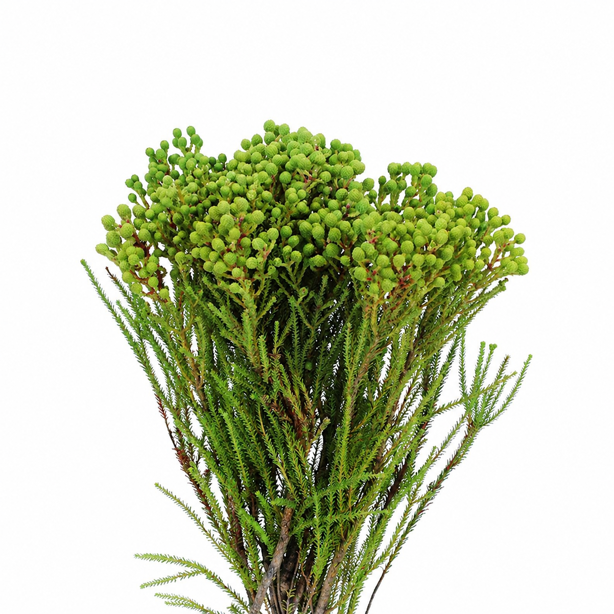 Berzelia Berries