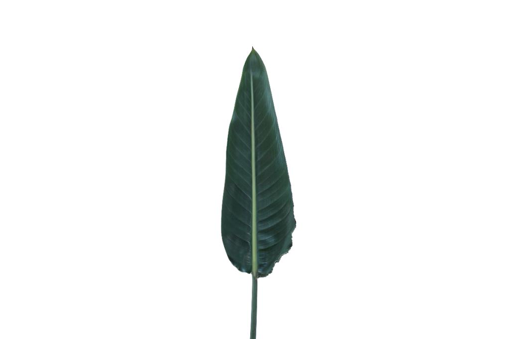 Bird of Paradise Leaves