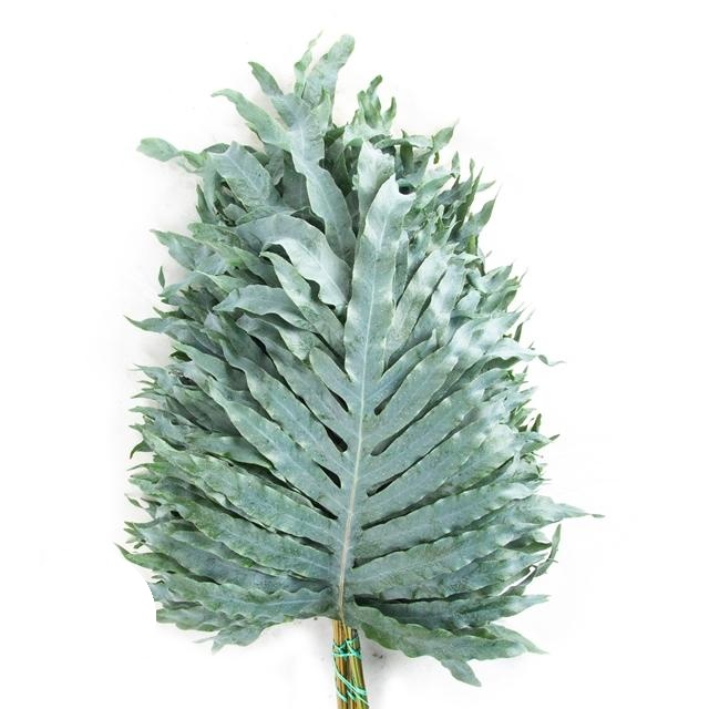 Blue Star Fern