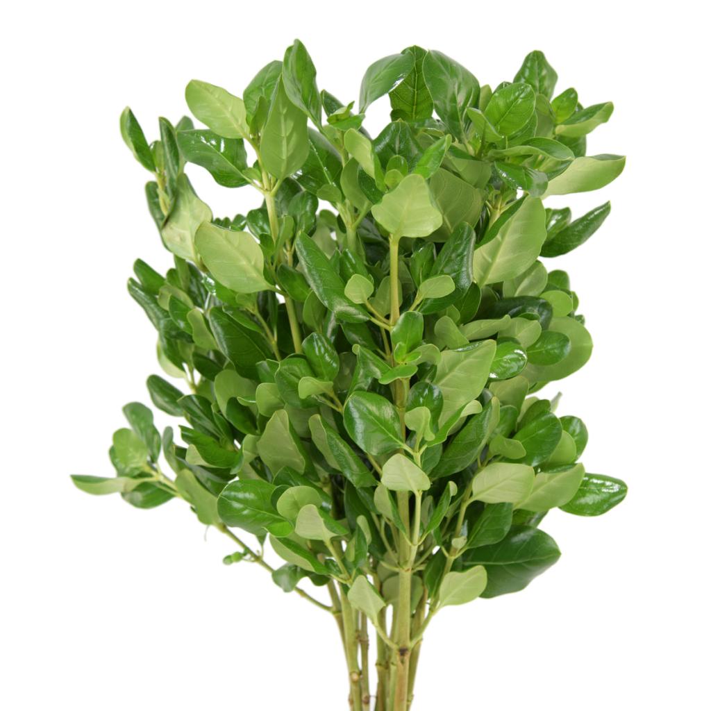 Brillantina Foliage