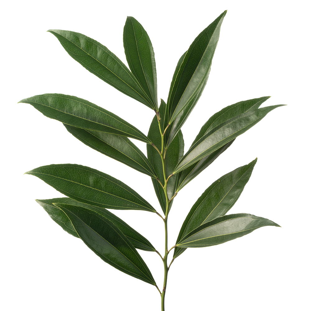 Cocculus