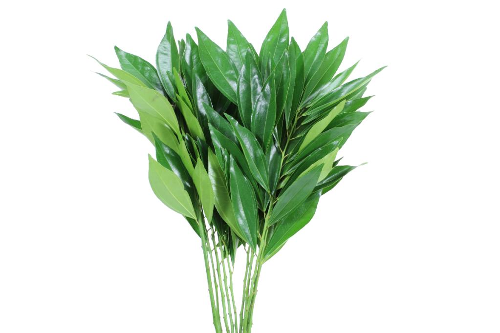cocolus greenery