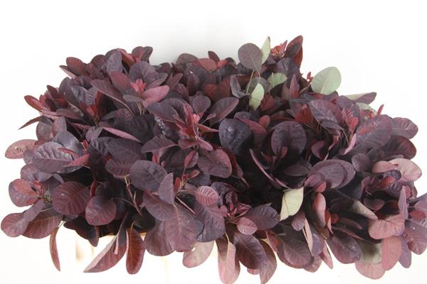 Cotinus Foliage