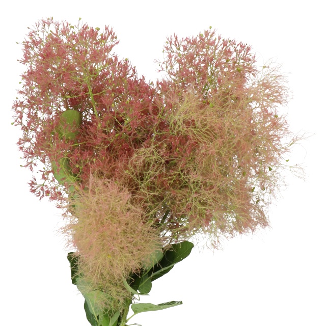 Cotinus Wig Smoke Bush