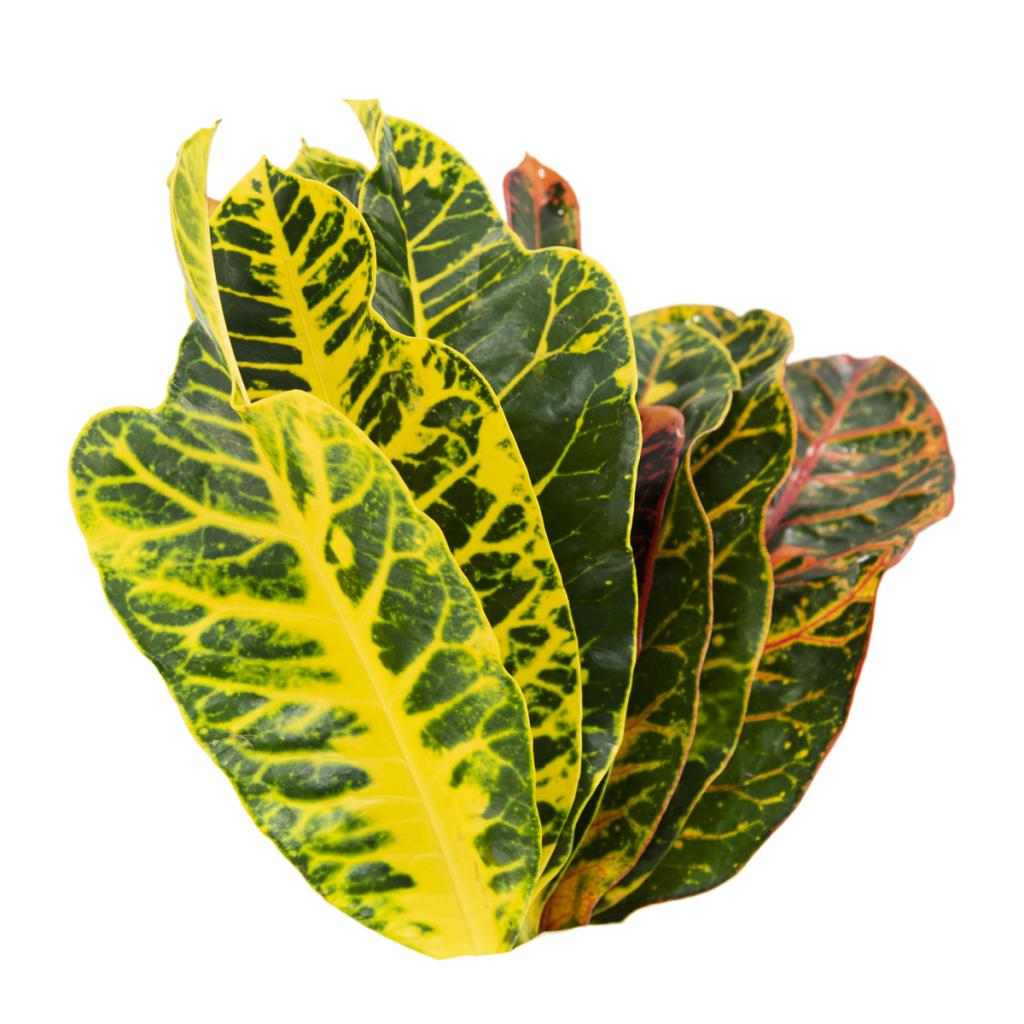 Croton Leaves