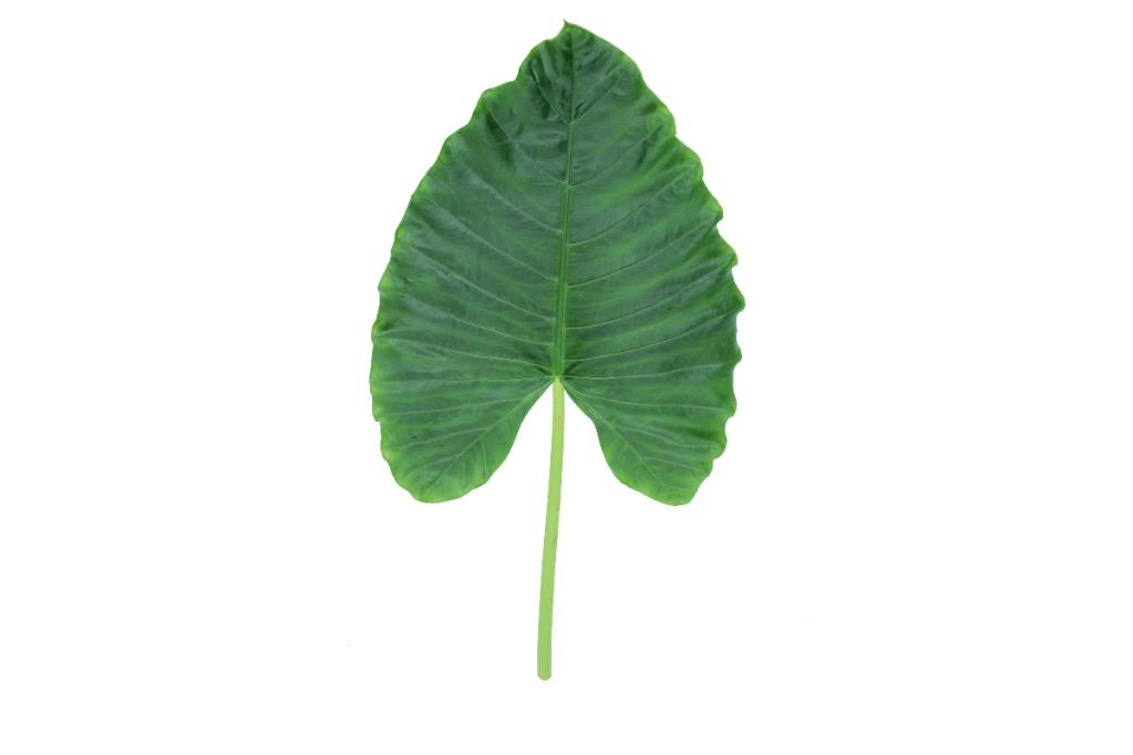 Elephant Ears XL