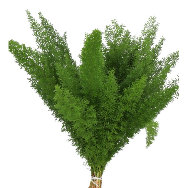 Foxtail