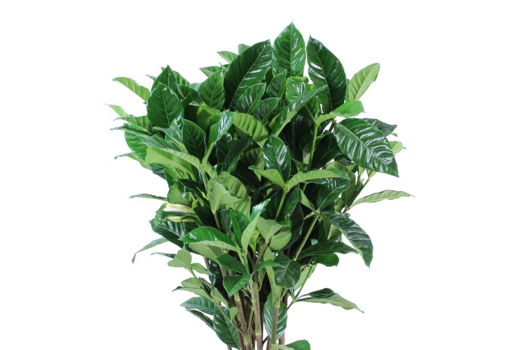 Gardenia Foliage