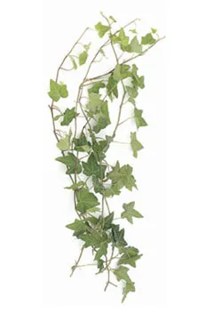 Green Ivy