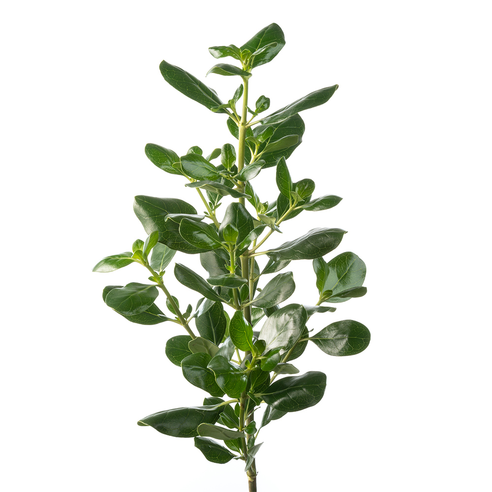 Green Pittosporum