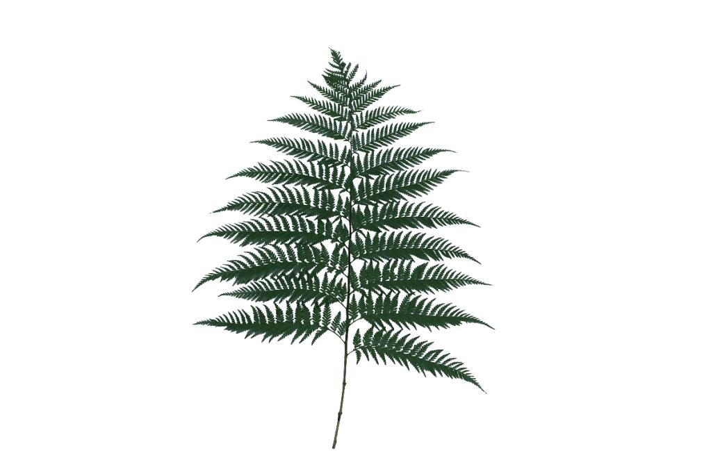 Helecho fern