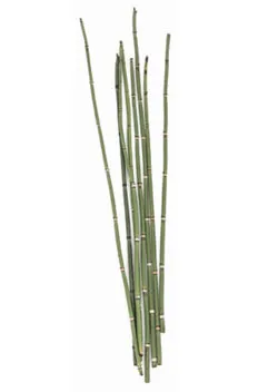 Horsetail Rush