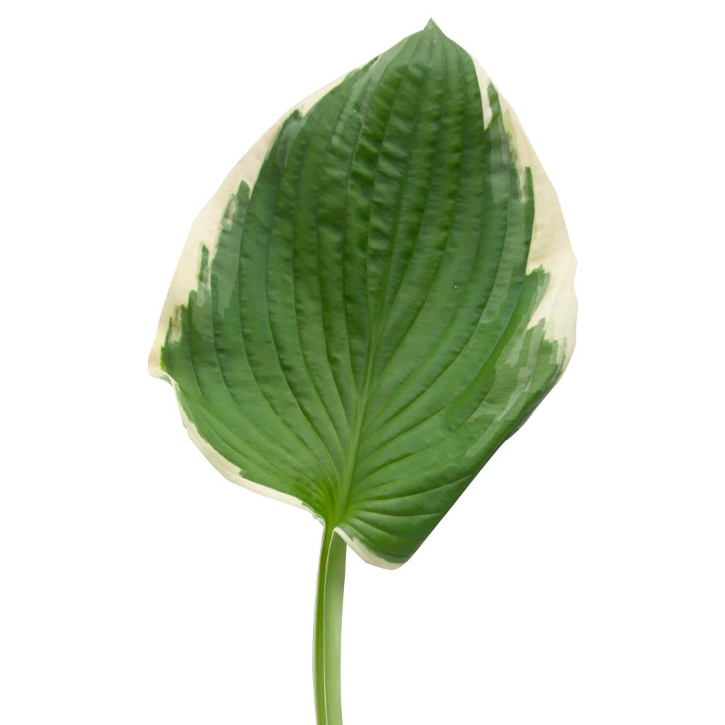 Hosta Leaves