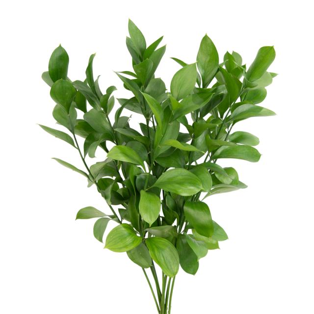Israeli Ruscus