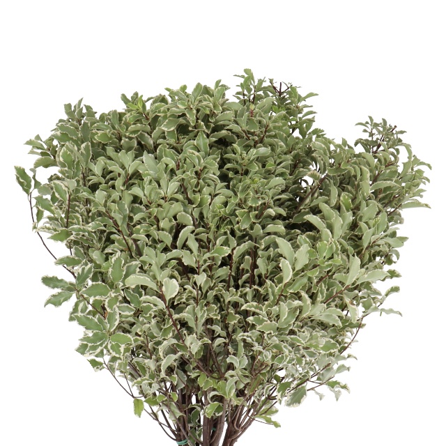 Italian Pittosporum