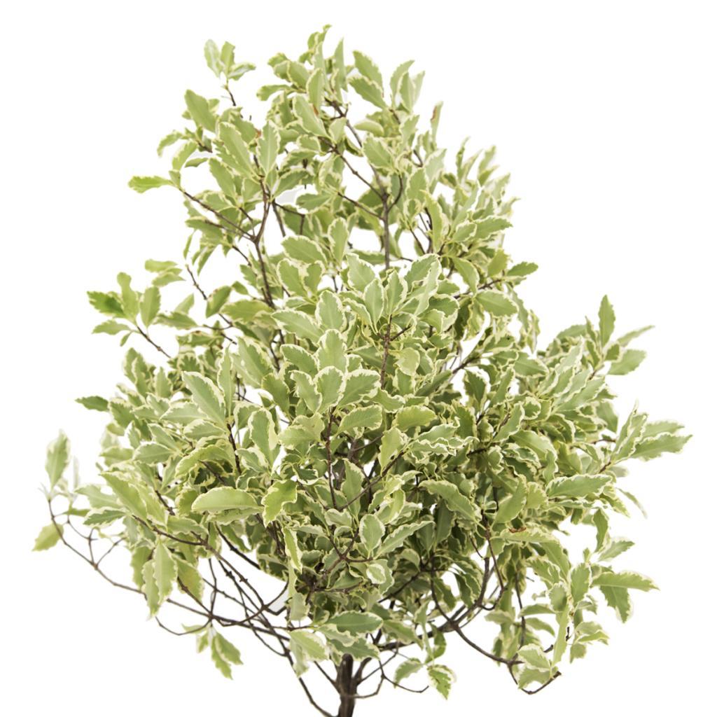 Italian Pittosporum Variegated