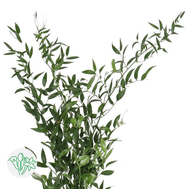 Italian Ruscus