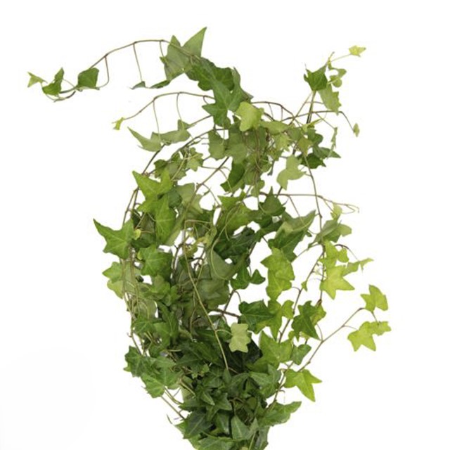 Ivy Green
