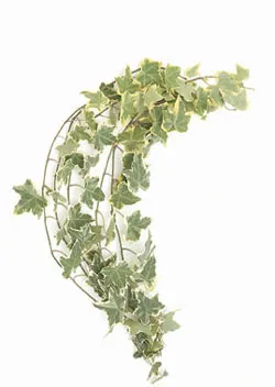 Ivy Variegated