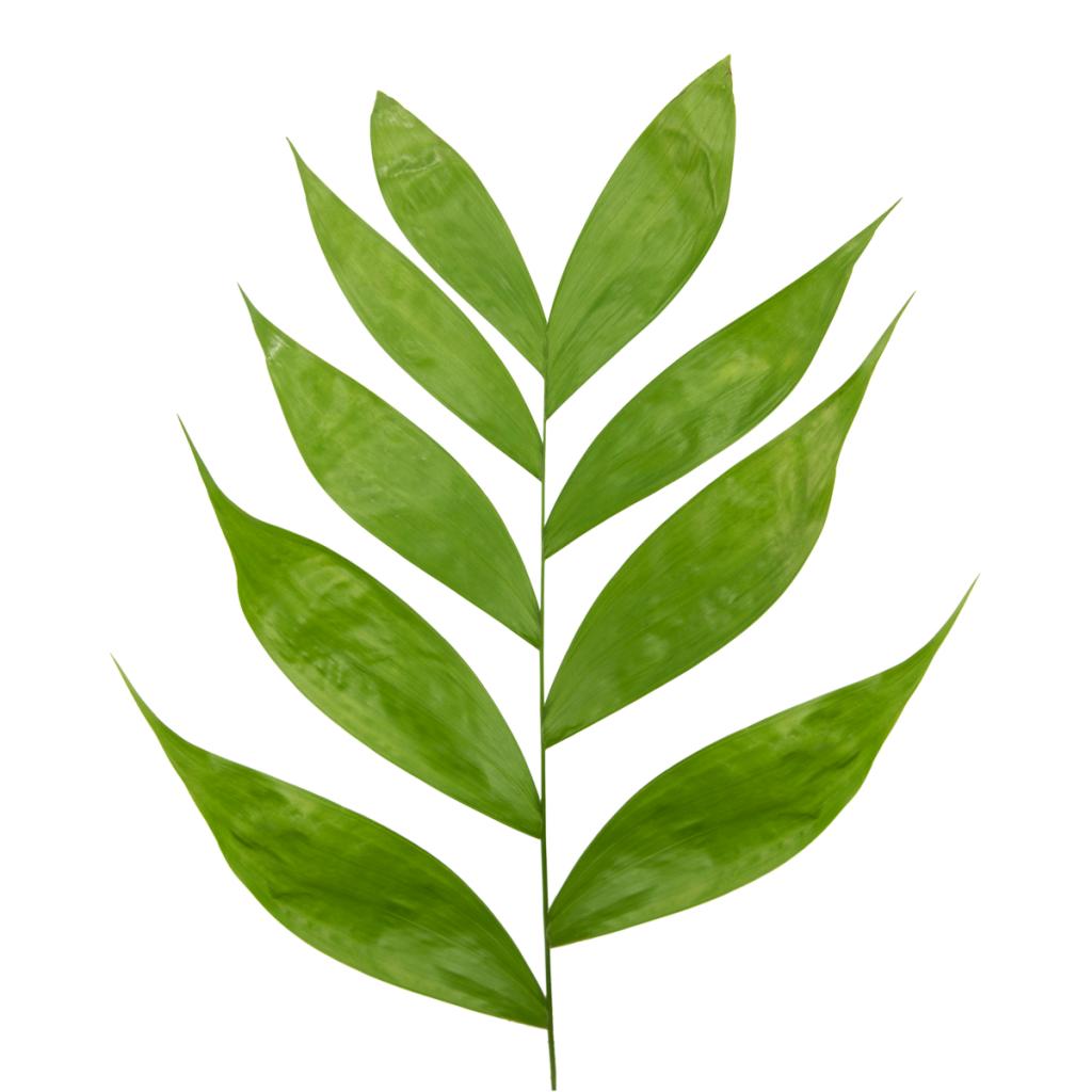 Jade Palm