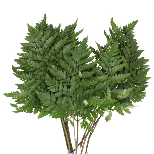 Leather Fern