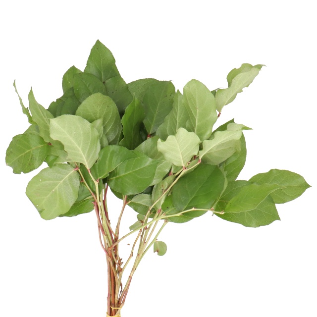 Lemon Leaf
