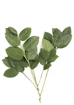 Lemon Tips