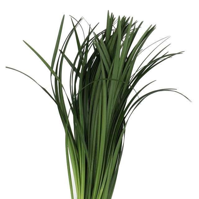 Lily Grass