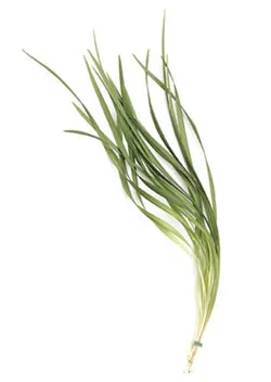 Lily Grass Green