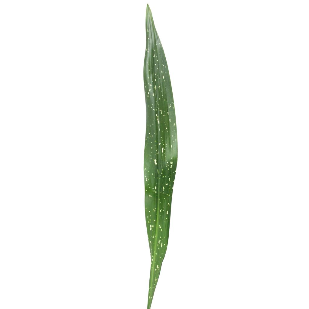 Milky Way Aspidestria Leaves