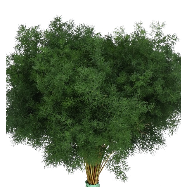 Ming Fern