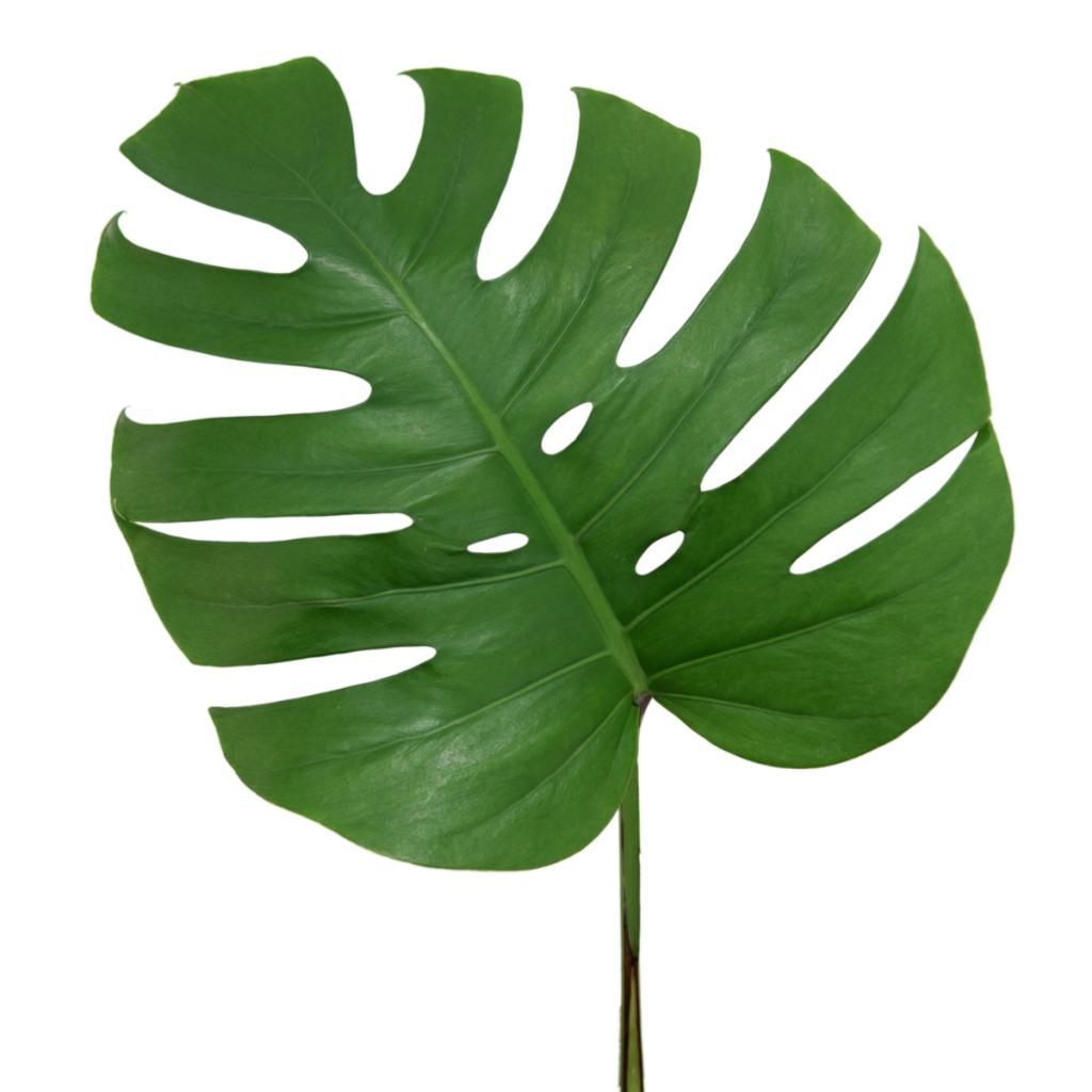 monstera large leaf