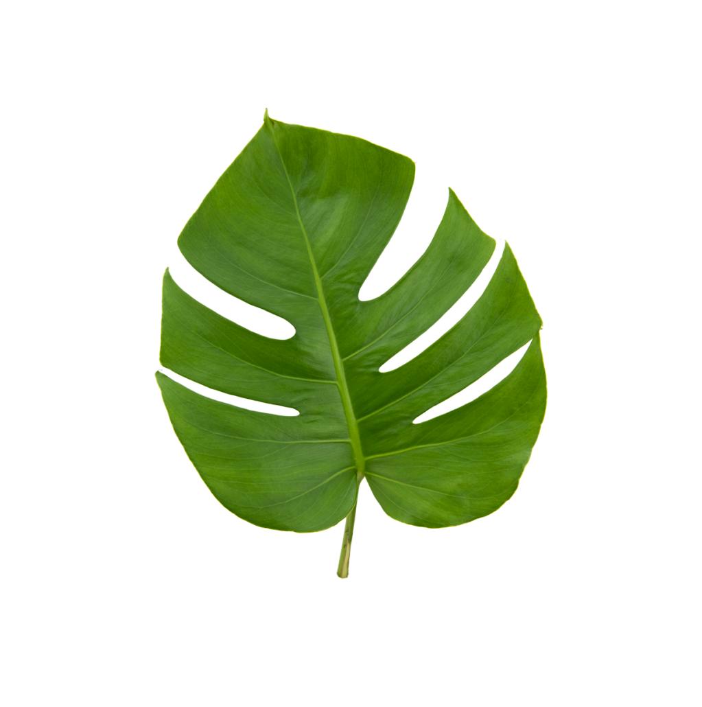monstera medium leaf