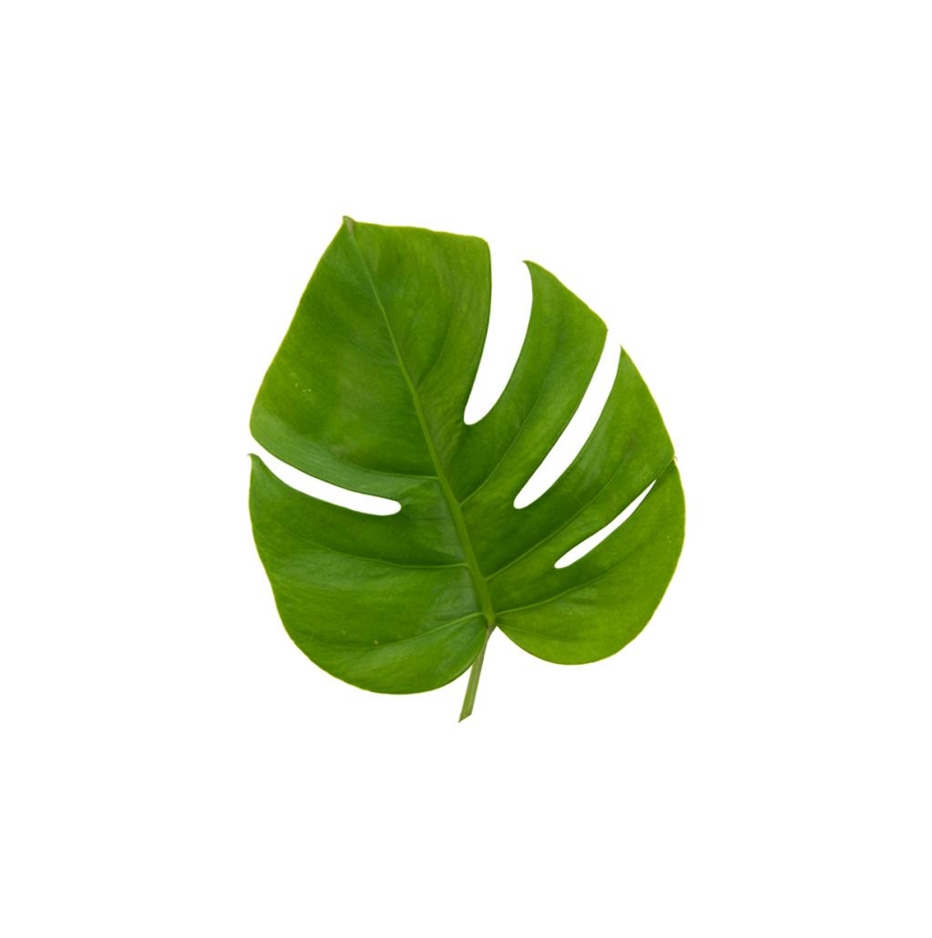 monstera mini leaf