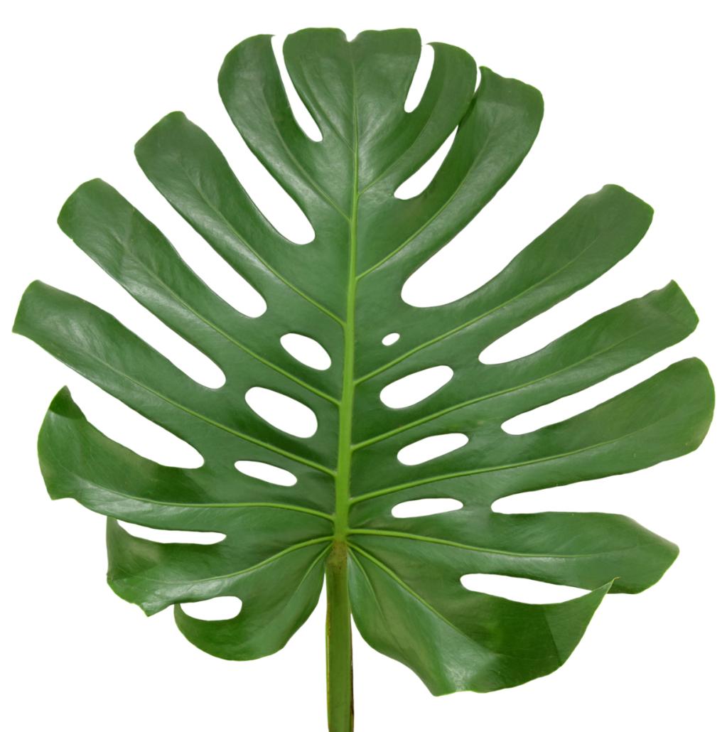 monstera XL leaf