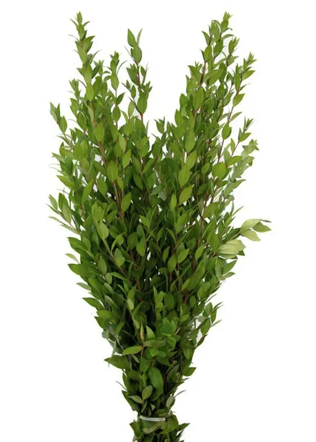Myrtle