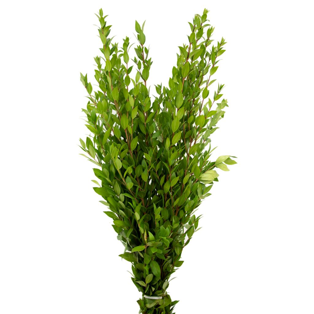 Myrtle Greenery